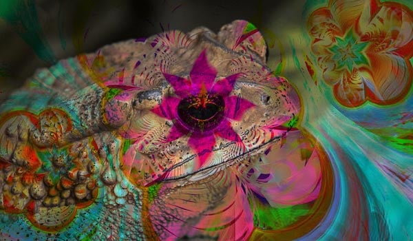 ￼Demand for This Toad's Psychedelic Toxin Is Booming. - Moonhaus