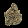 Snowman Hybrid